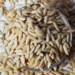 MUSK MILEN SEEDS